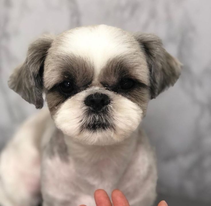 a small gray and white dog sitting on top of a bed next to a person's hand