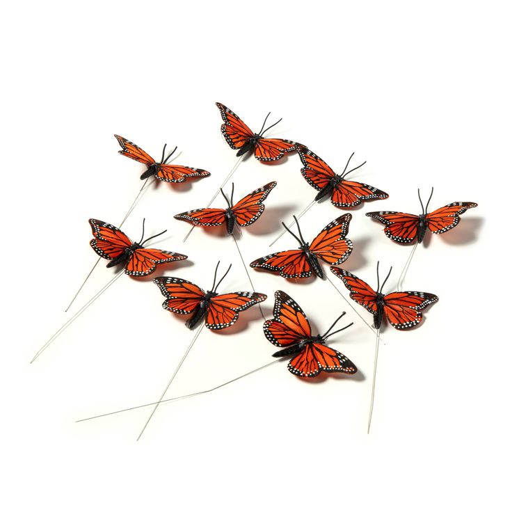 a group of orange butterflies sitting on top of each other in front of a white background