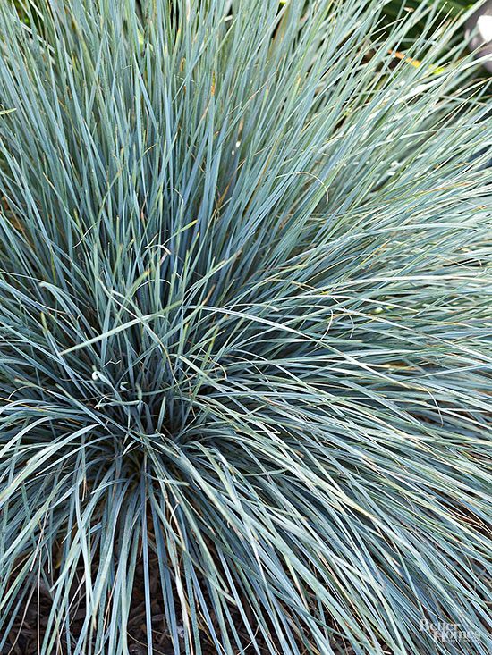 a blue plant with long thin green leaves