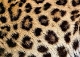 an animal's fur with black spots on it