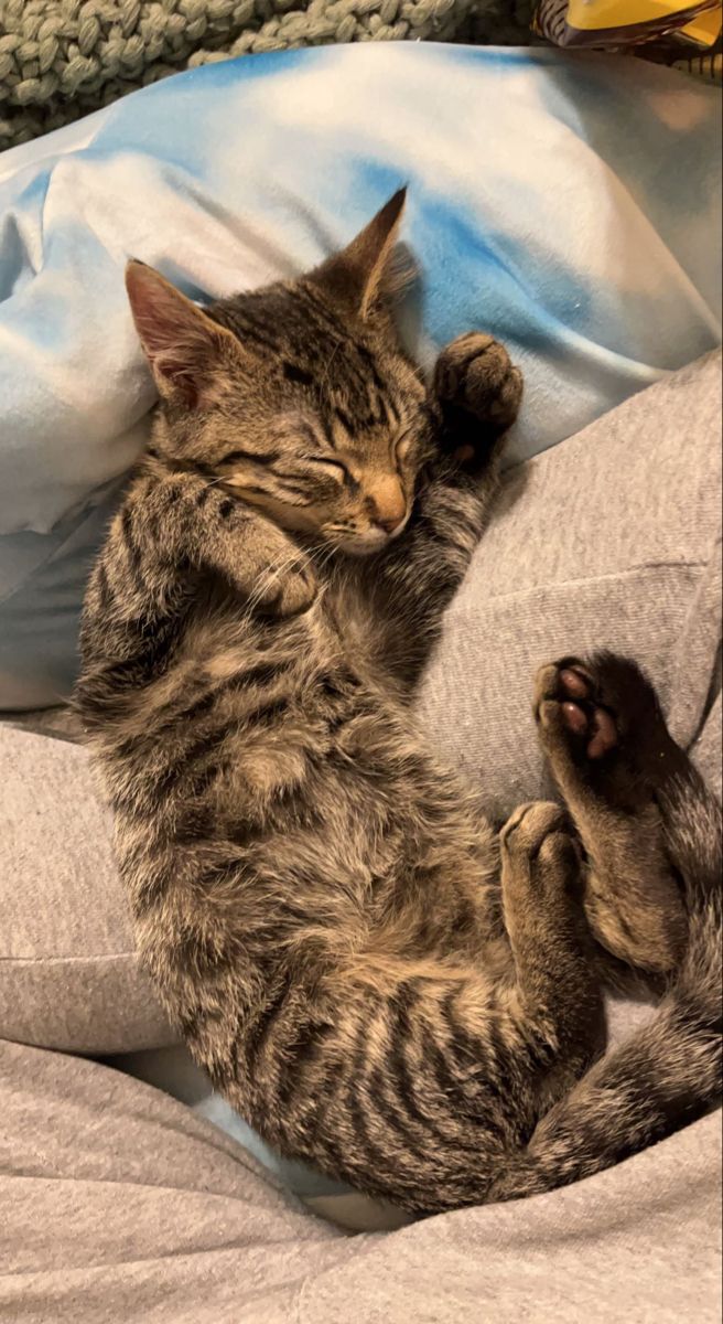 a cat laying on top of a bed next to a blue blanket and pillow with its paws in the air