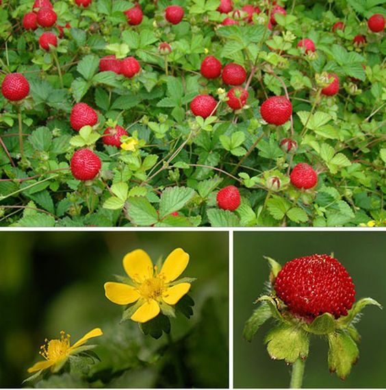 four different pictures of strawberries and wildflowers in various stages of blooming