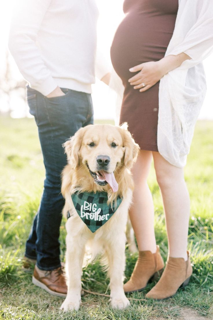 Dog And Human Maternity Shoot, Maternity Photos With Golden Retriever, Family Maternity Pictures With Dog, Maternity Shoot With Pets, Fall Maternity Shoot With Dog, Maternity Pictures With Dog And Husband, Winter Maternity Pictures With Dog, Maternity Shoot Dog, Maternity Session With Dog