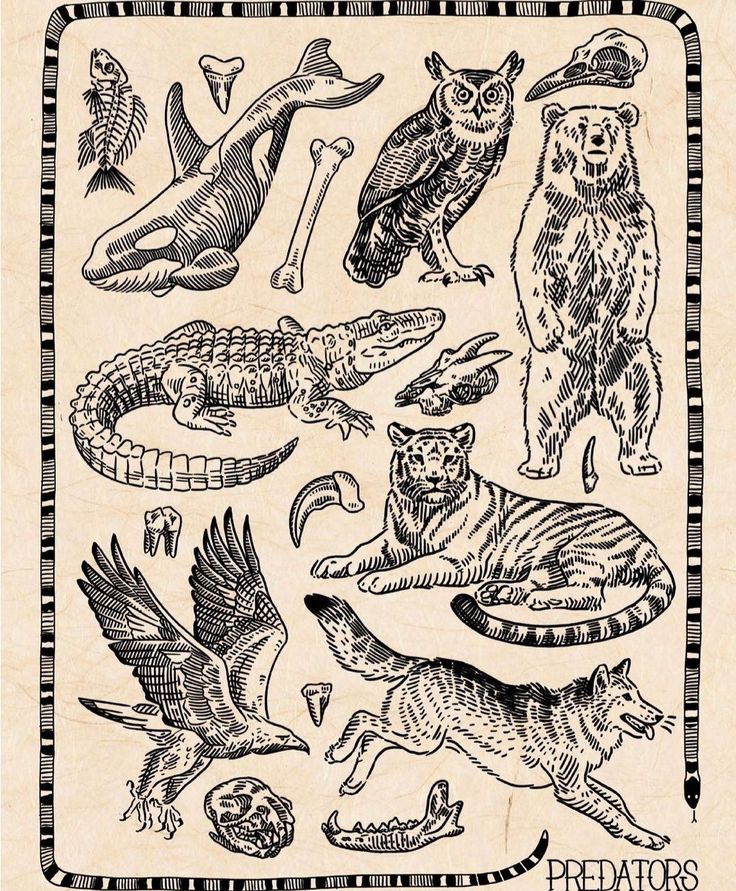 some animals and birds are drawn on a piece of paper