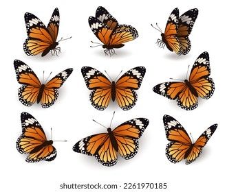 a group of orange butterflies on white background