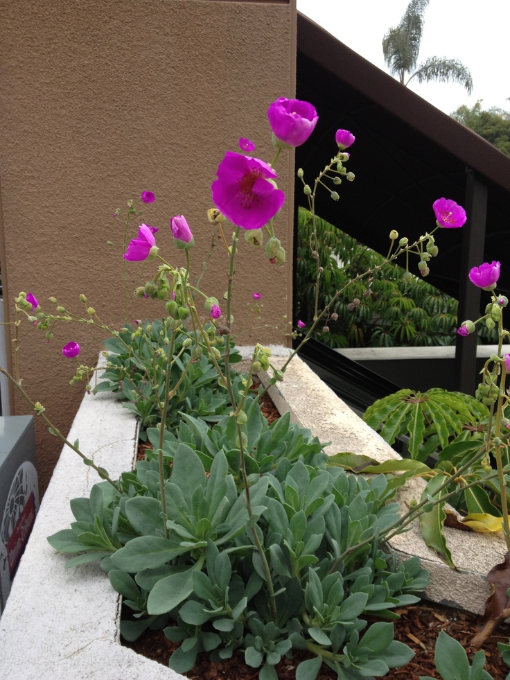 purple flowers are growing on the side of a building