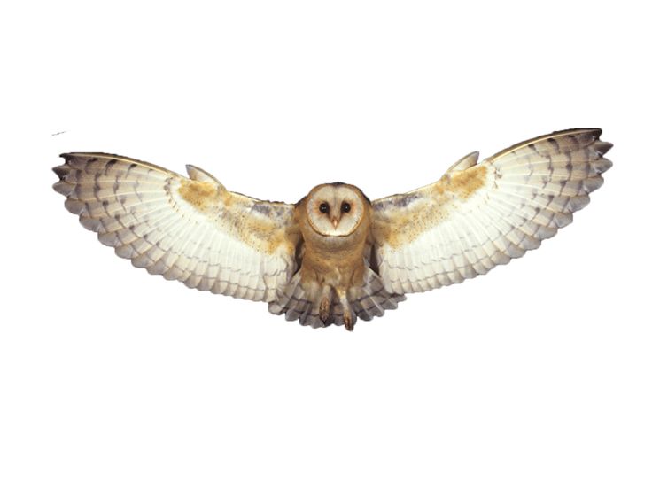 an owl flying through the air with its wings spread