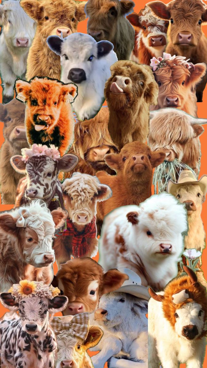 a collage of many different types of cows