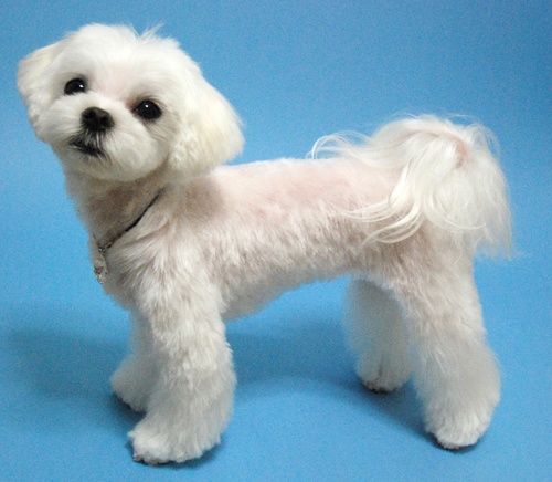 a small white dog on a blue background