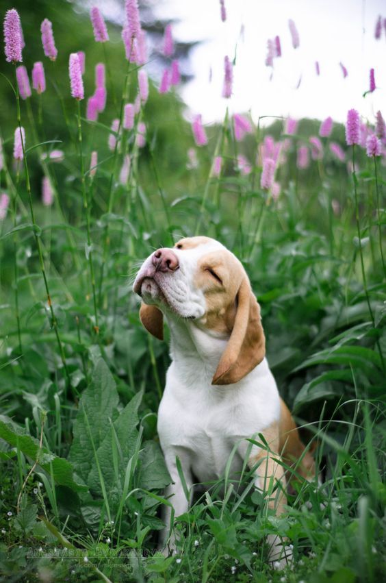 a dog sitting in the grass with its mouth open