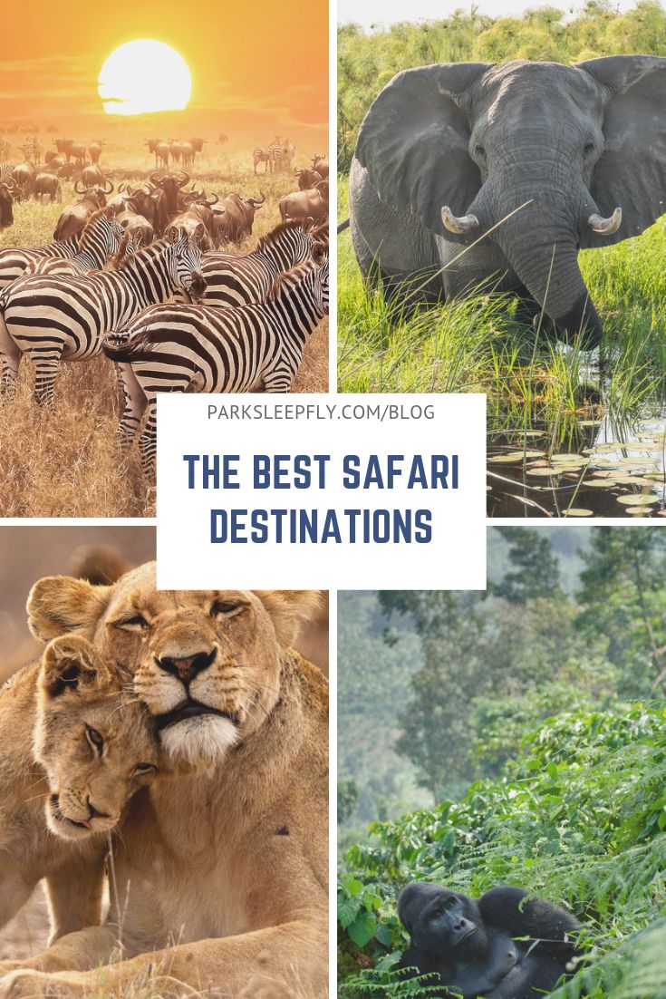 the best safari destinations in africa with pictures of animals and their surroundings, including zebras