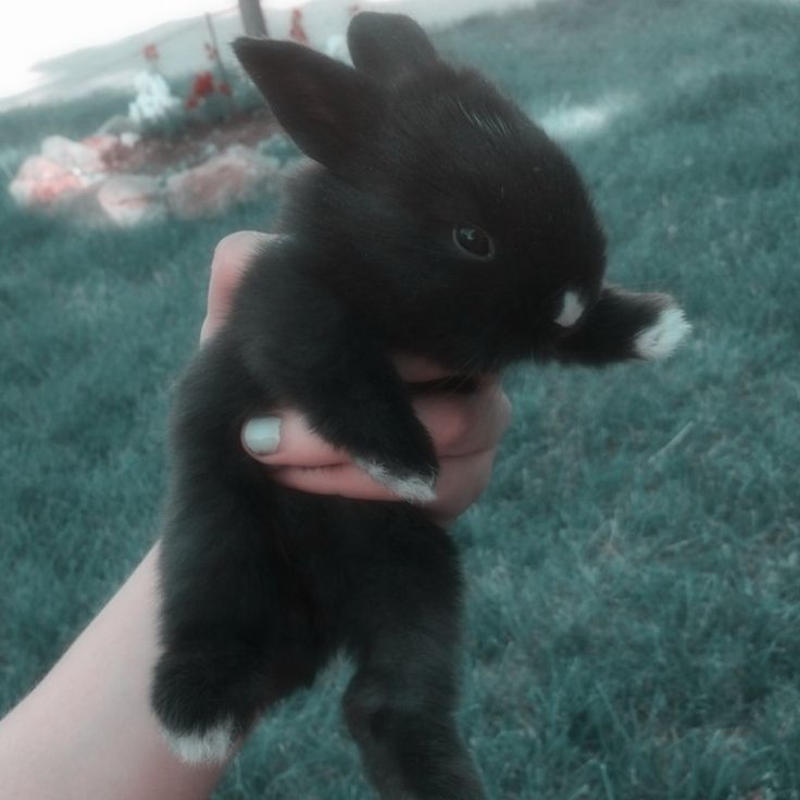 a person holding a small black kitten on top of their arm in the grass,