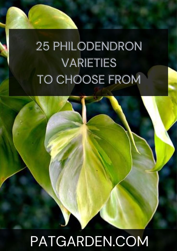 some green leaves with the words 25 philoderon varieties to choose from on it