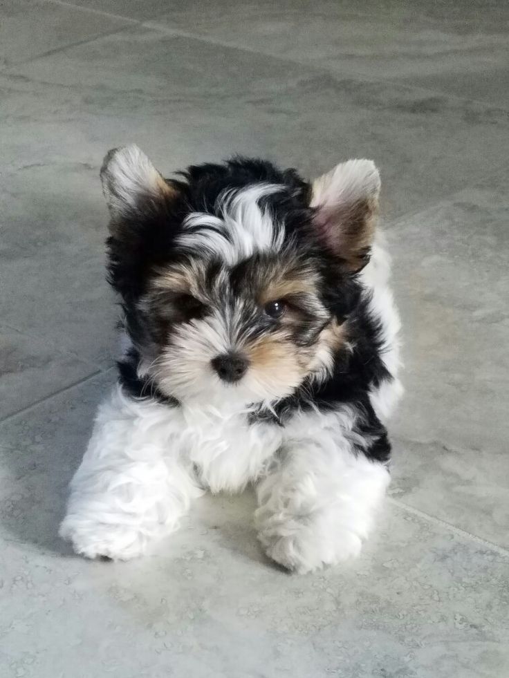 a small black and white dog sitting on the ground