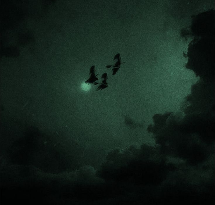 three birds flying in the sky at night