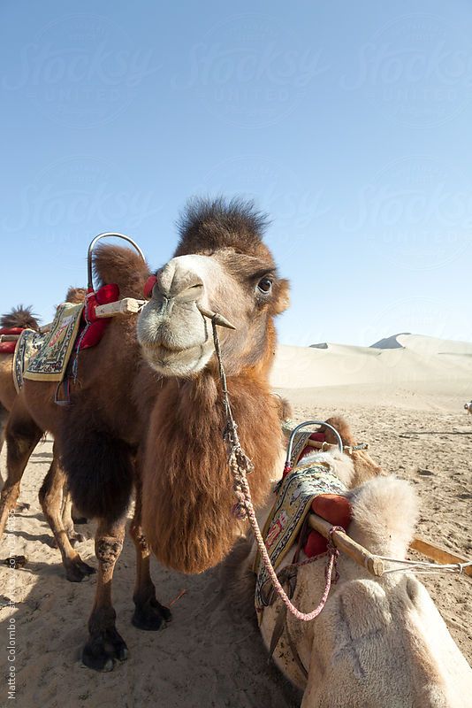 two camels with saddles on their backs in the desert by jovan for stocks