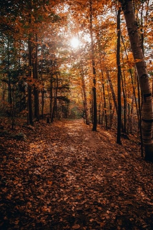 the sun shines brightly through the trees in the autumn forest with fallen leaves on the ground