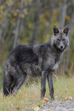 a gray wolf standing in the middle of a forest next to a road and trees