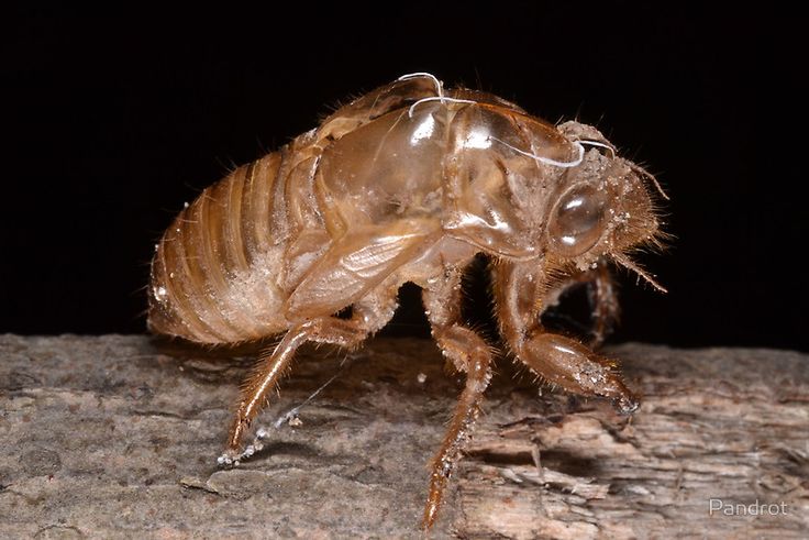 a close up of a bed bug on a rock