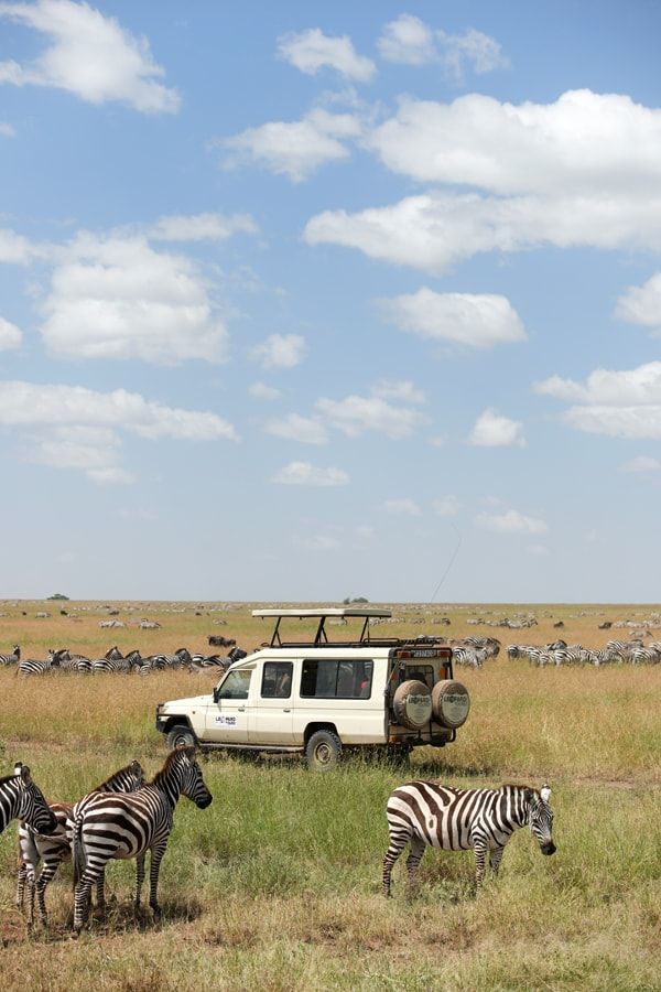 a group of zebras standing in the grass next to a truck