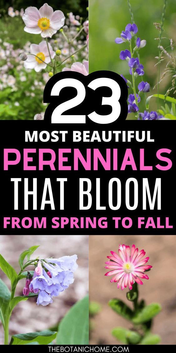 flowers with the words 23 most beautiful perennials that bloom from spring to fall on them