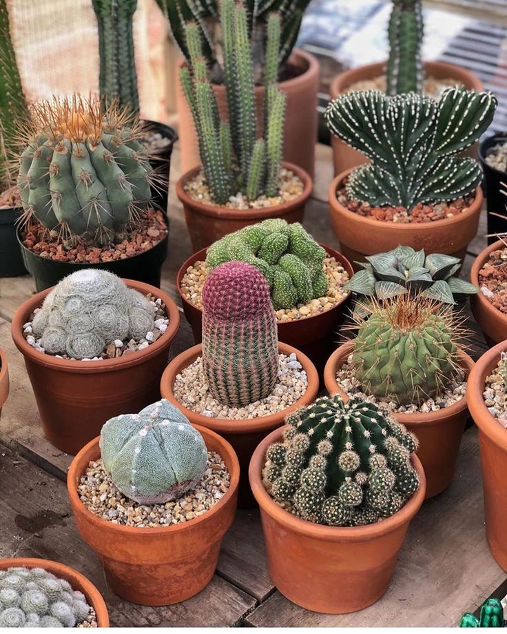 there are many different kinds of cactus in the pots