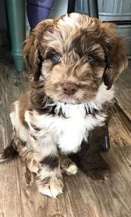 a brown and white puppy sitting on top of a wooden floor next to a chair