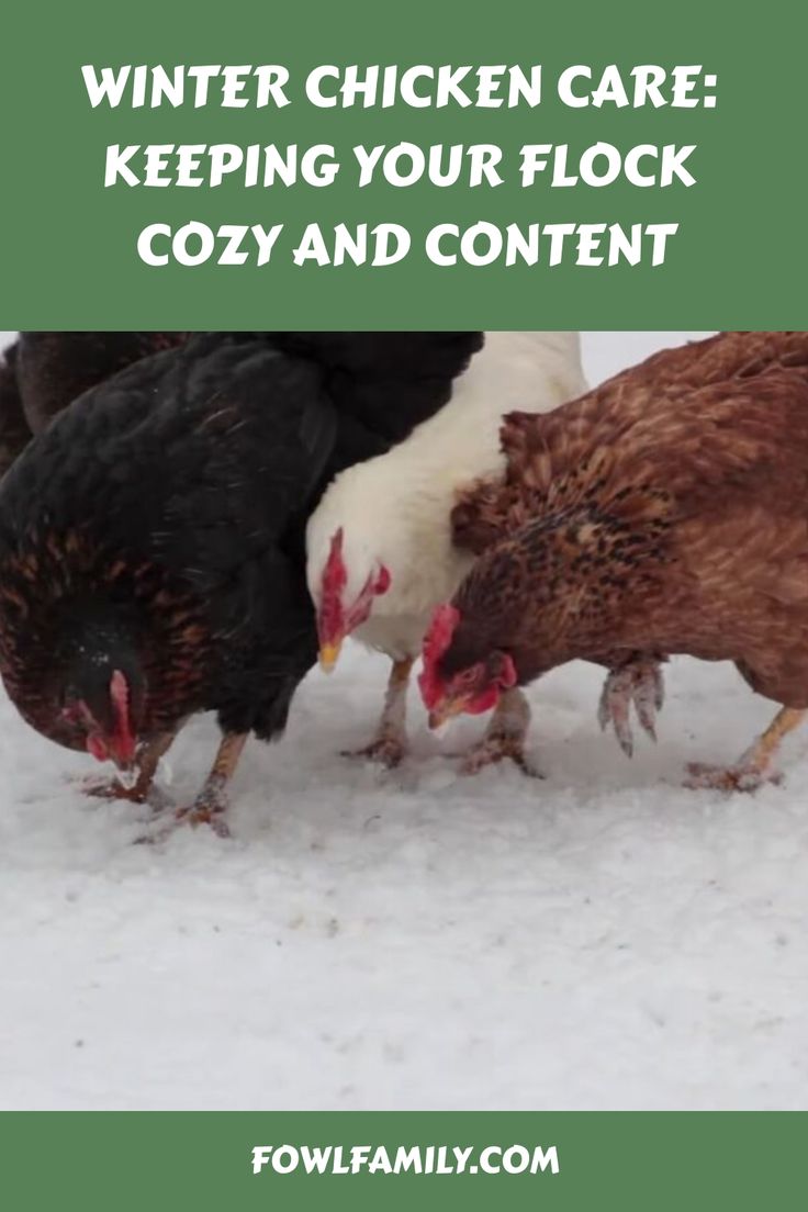 Winter Chicken Care Chickens In Winter, Chickens In The Winter, Chicken Care, Dust Bath, Coop Design, Egg Production, Perfect Chicken, Keeping Chickens, Chicken Runs