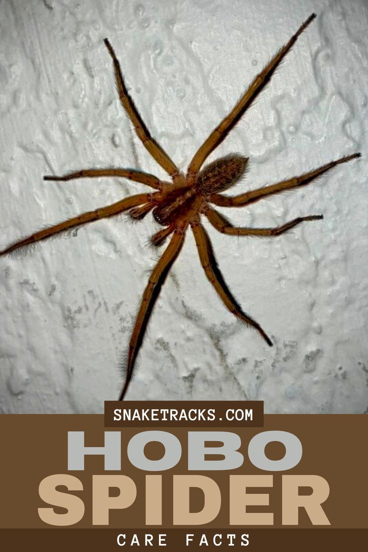 a brown spider sitting on top of a white wall next to text that reads, hobo spider care fact