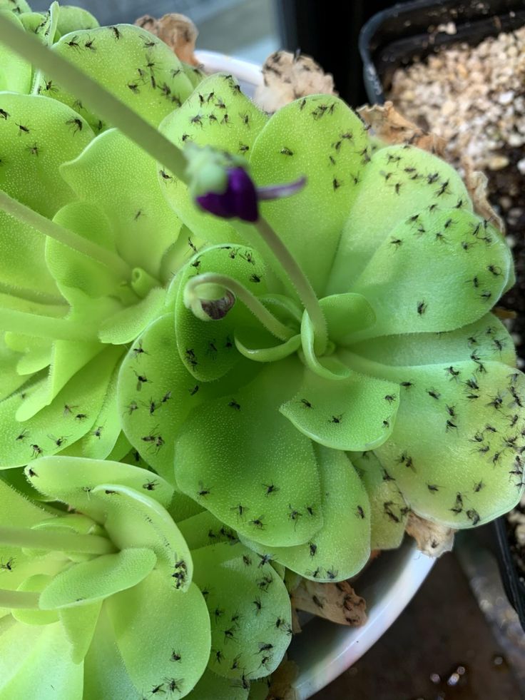 a close up of a green flower in a white pot with dirt on the ground