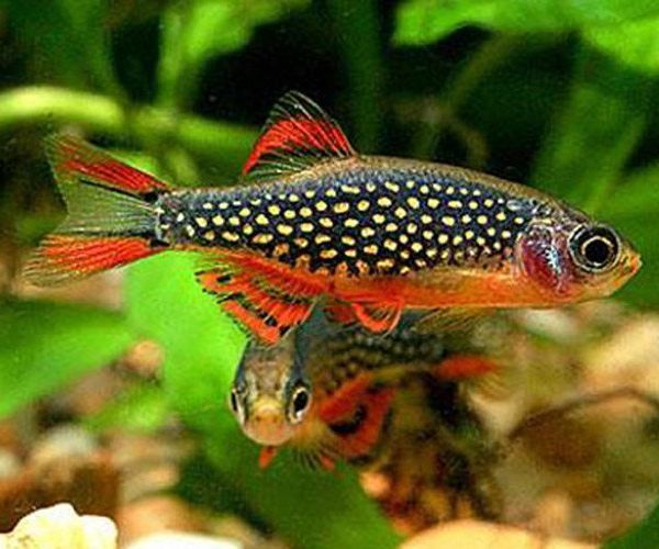 two red and black fish sitting on top of green plants