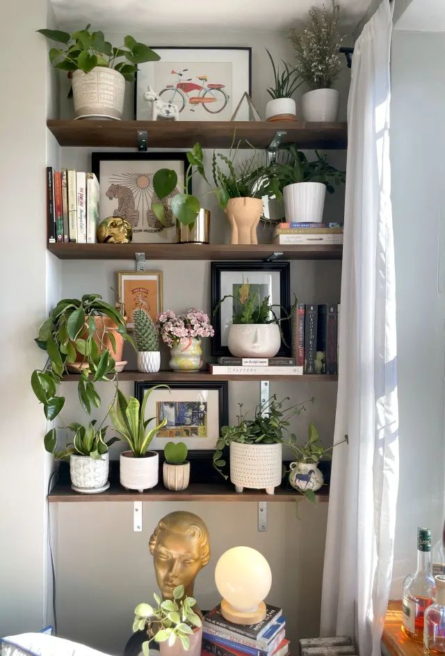 shelves with plants and pictures on them in a living room