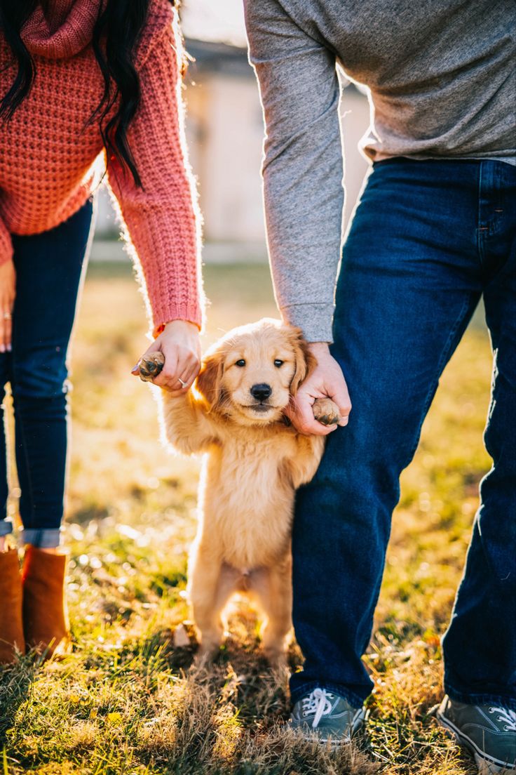 a man and woman holding hands with a dog on the grass in front of them