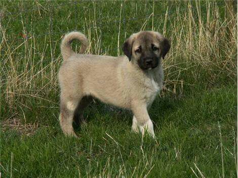 a puppy standing in the grass with its front paws on it's back legs