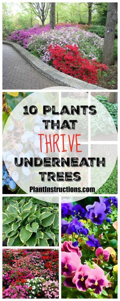 different types of flowers and plants that have the words 10 plants that thrve underneath them