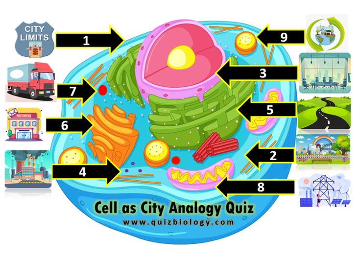 the cell as city and body quiz is shown in this graphic above it's contents