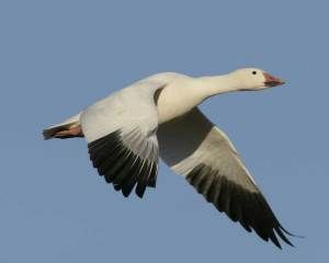 a white and black bird flying in the sky