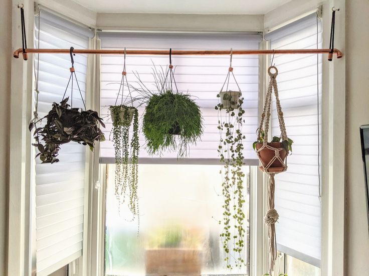 some plants hanging from the ceiling in front of a window with white blinds and windowsills