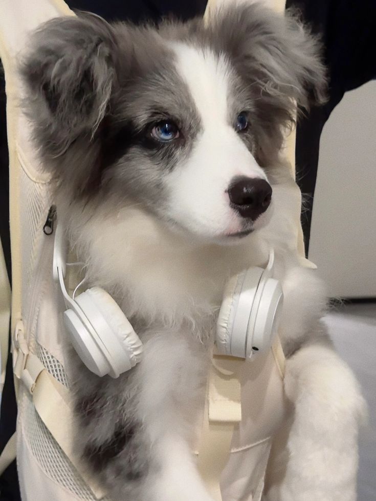 a dog with headphones on sitting in a backpack and looking at the camera while wearing earbuds