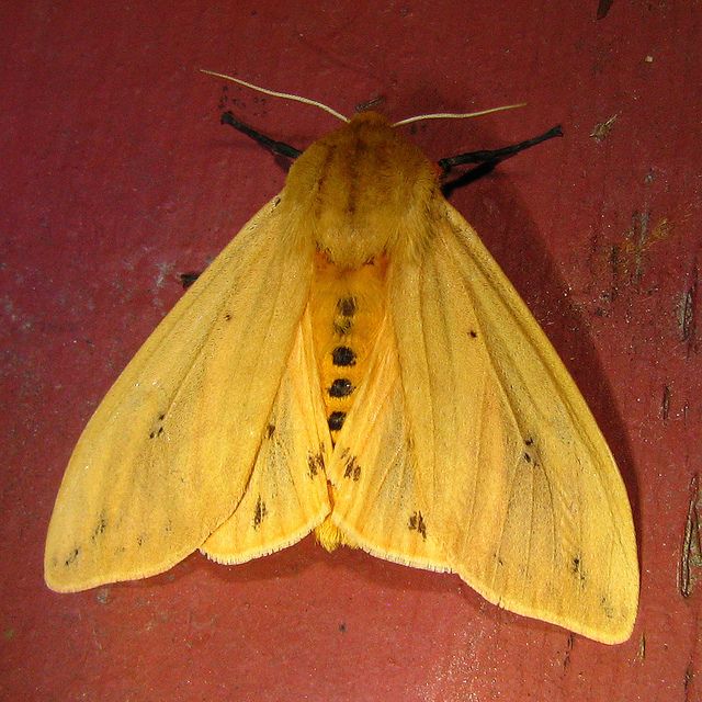 a yellow moth sitting on top of a red wall