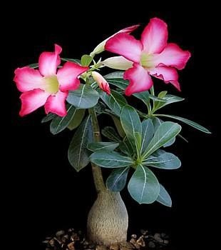 a vase with pink flowers and green leaves