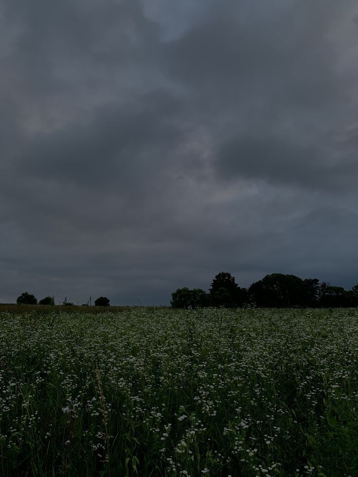 the sky is dark and cloudy over a field full of wildflowers, with trees in the distance