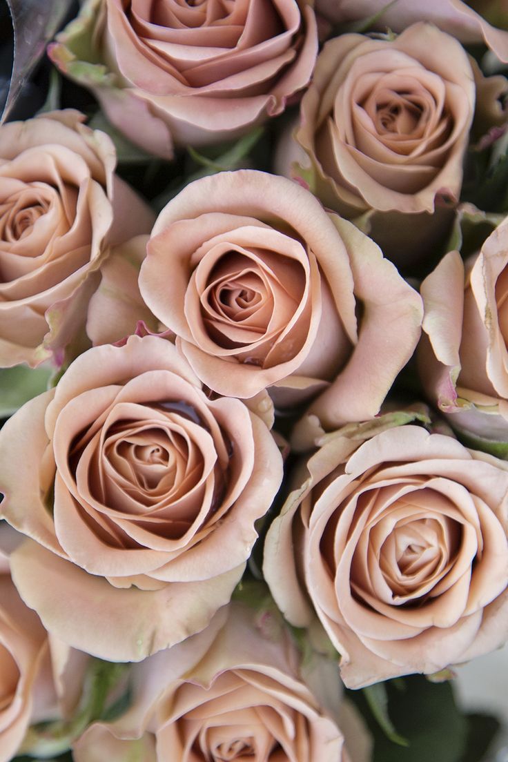 a bunch of pink roses are arranged together