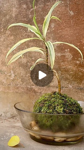 a potted plant sitting on top of a glass bowl