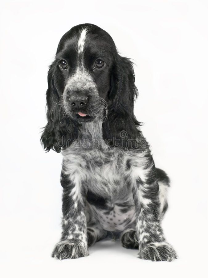 a black and white dog is sitting down