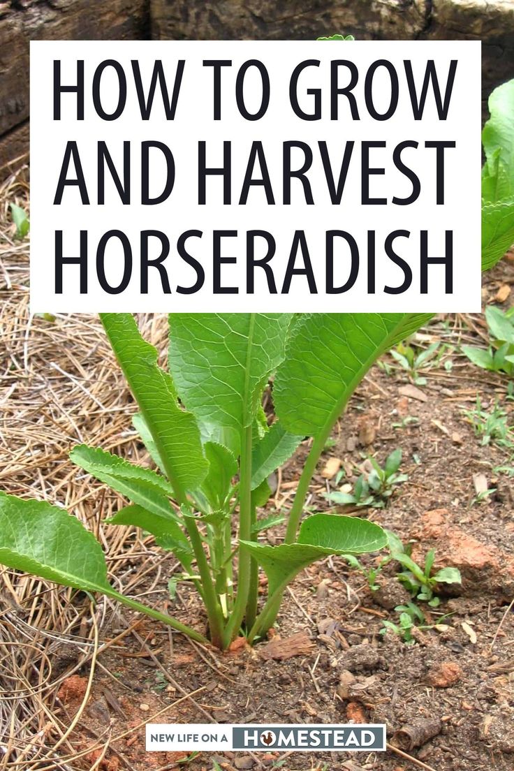 a close up of a plant with the words how to grow and harvest horseradish