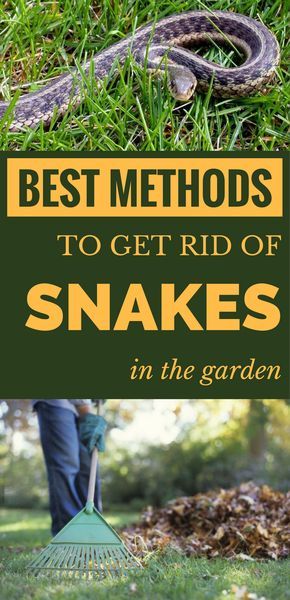 a snake laying in the grass next to a person with a rake and text overlay that reads best method to get rid of snakes in the garden