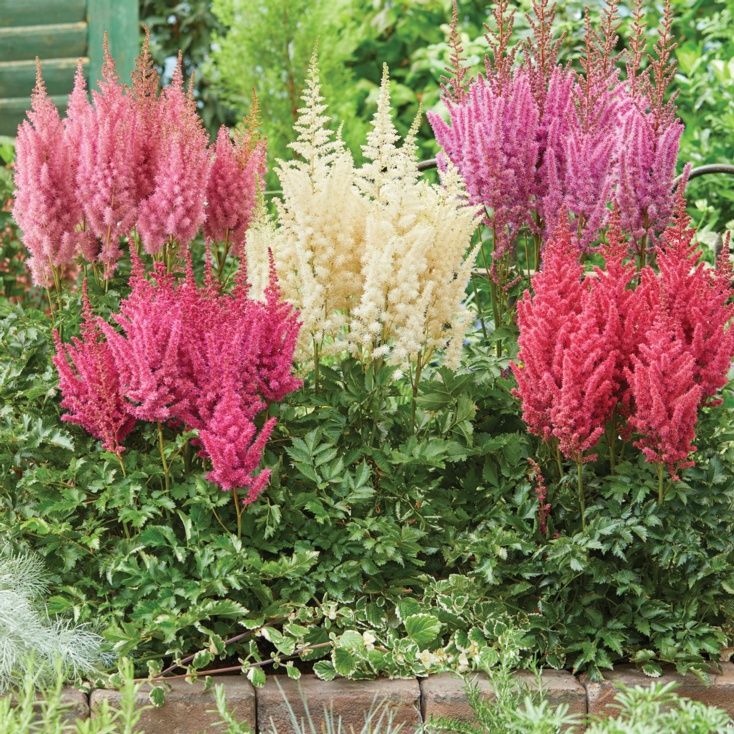 some pink and white flowers in a garden