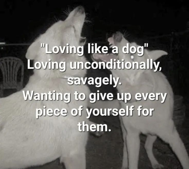 two white dogs standing next to each other on top of a dirt ground with the words loving like a dog loving unconditionally, sav