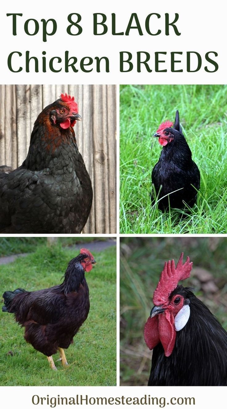 the top 8 black chicken breeds are shown in four different pictures, including roosters and hens